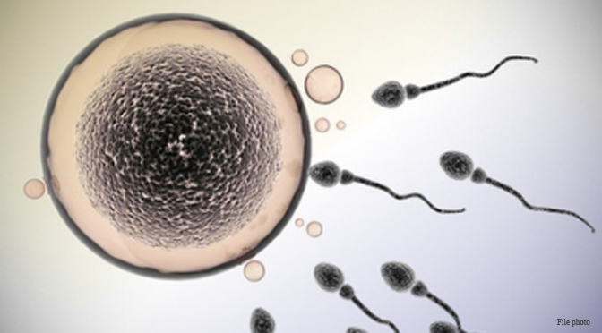 fertilization-conception-science