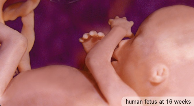 Pro-choice writer: Abortion pictures have “humanized” preborn, changed public opinion