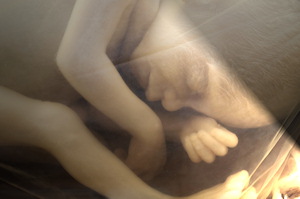 human-fetus-lights